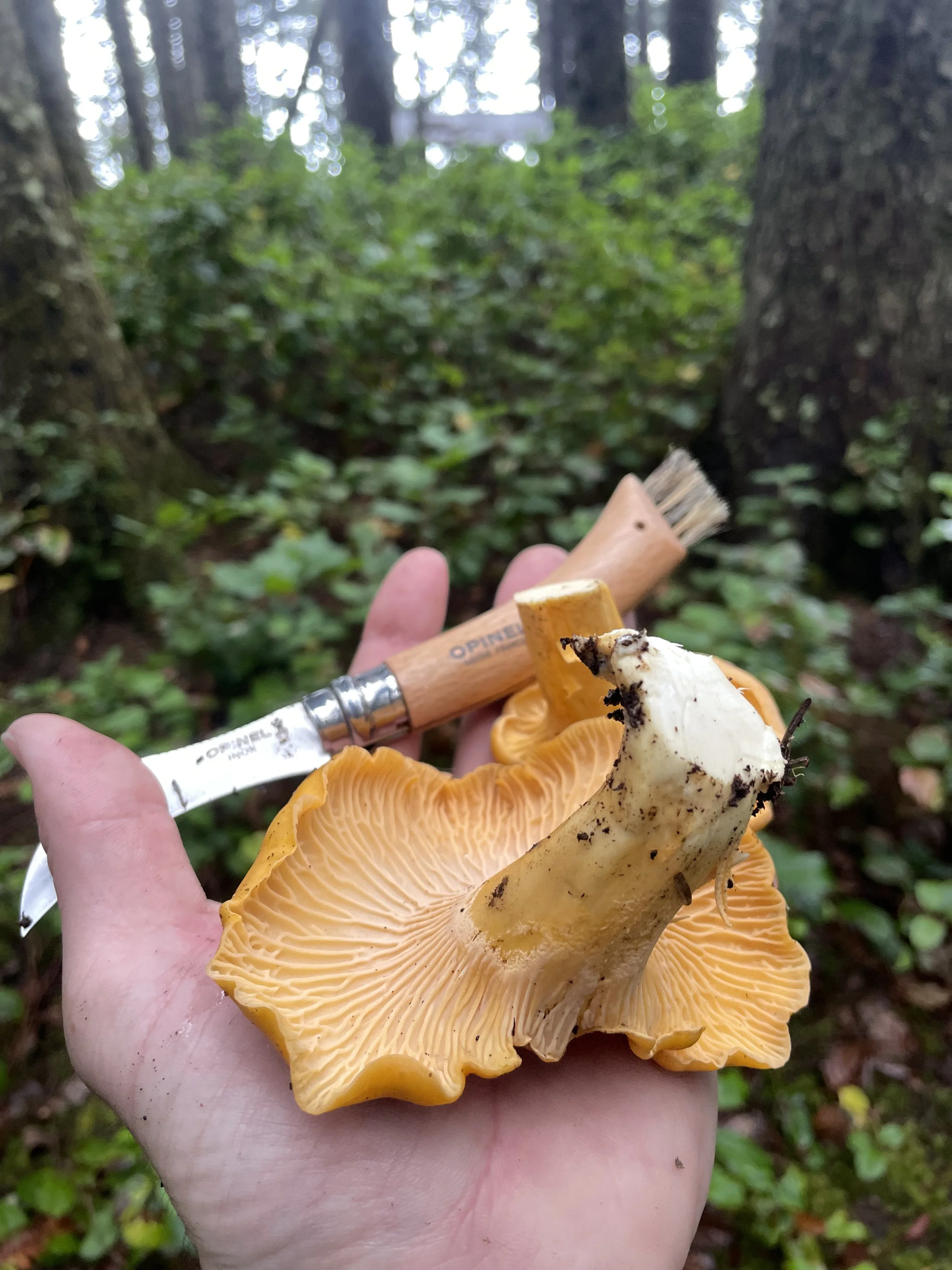 Mushroom Foraging