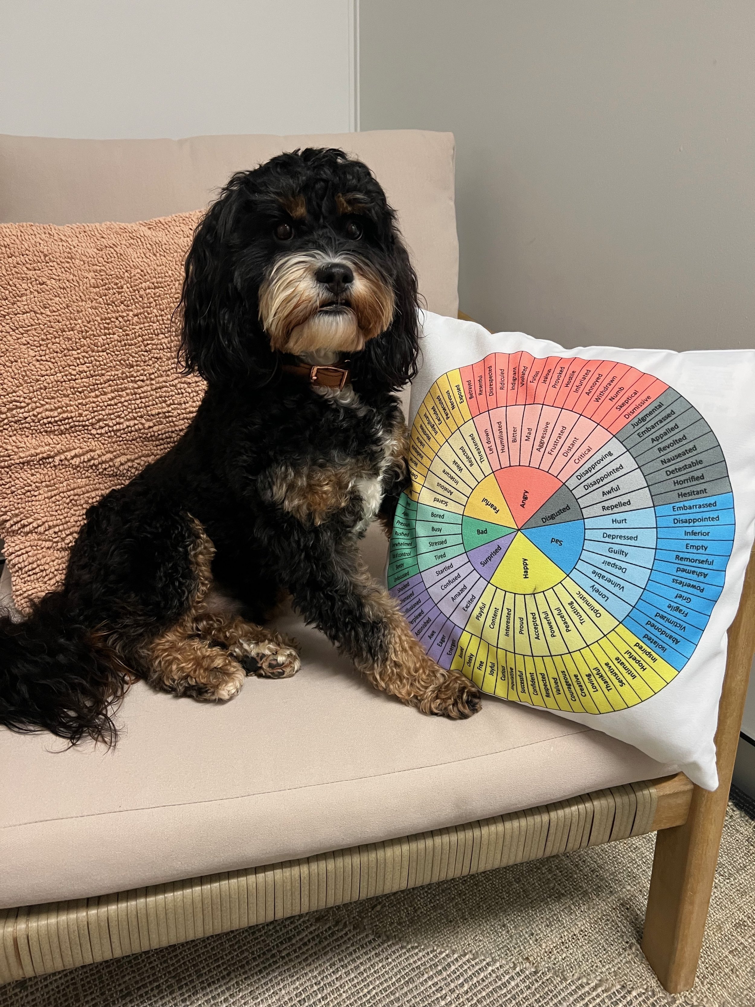 A black and brown curly-haired dog sitting on a beige couch next to a white pillow with a colorful circular chart on it.