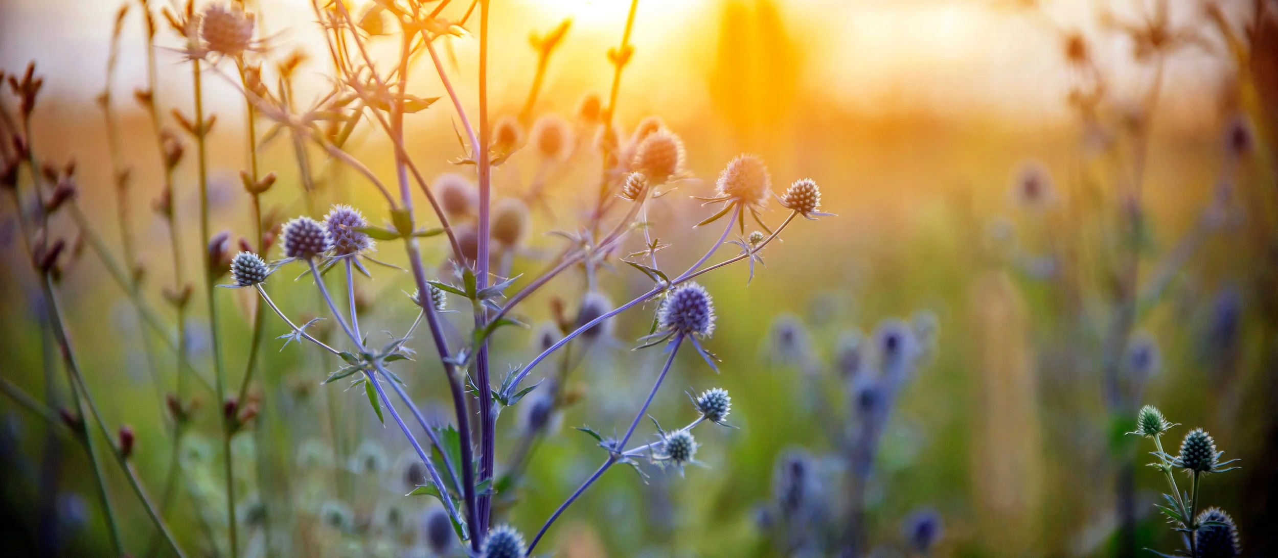 Close-up of wildflowers with purple and white blooms, backlit by warm sunlight at sunset, with a soft-focus background.