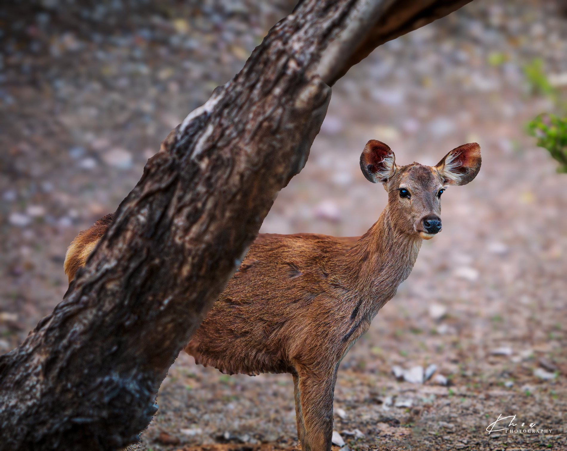 Ranthambore National Park, India