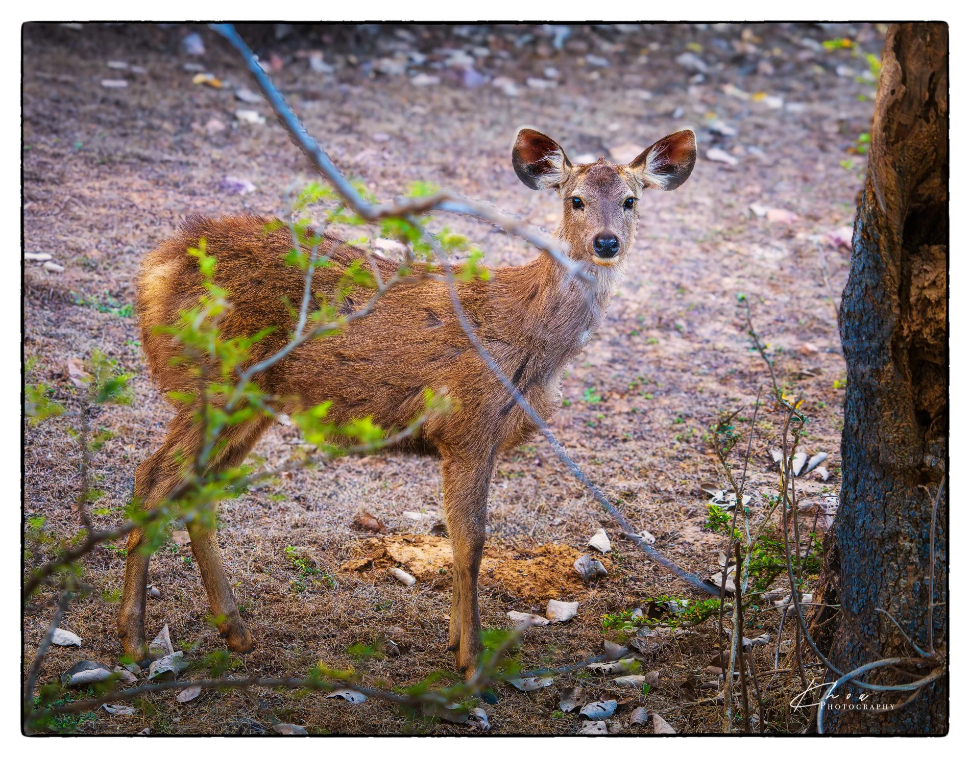 Ranthambore National Park, India
