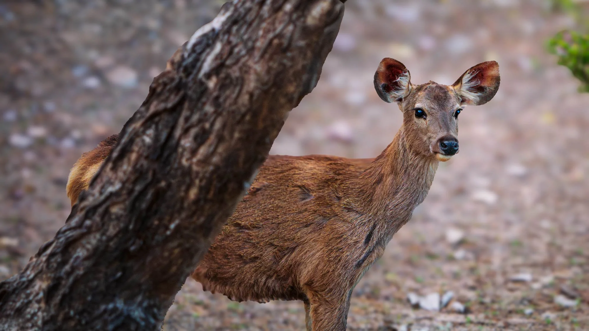 Ranthambore National Park, India