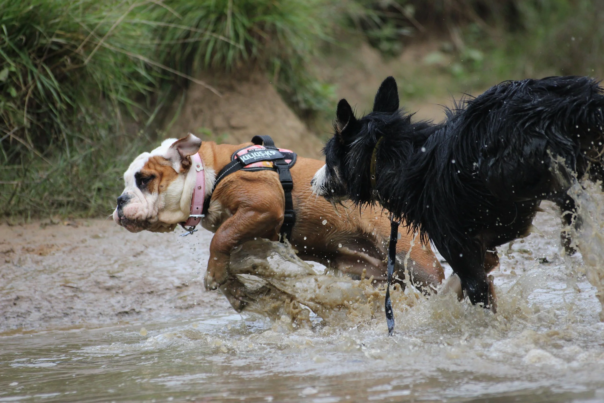 Two dogs, one brown and white bulldog and one black, are playing and splashing in a shallow creek or river with green foliage in the background.