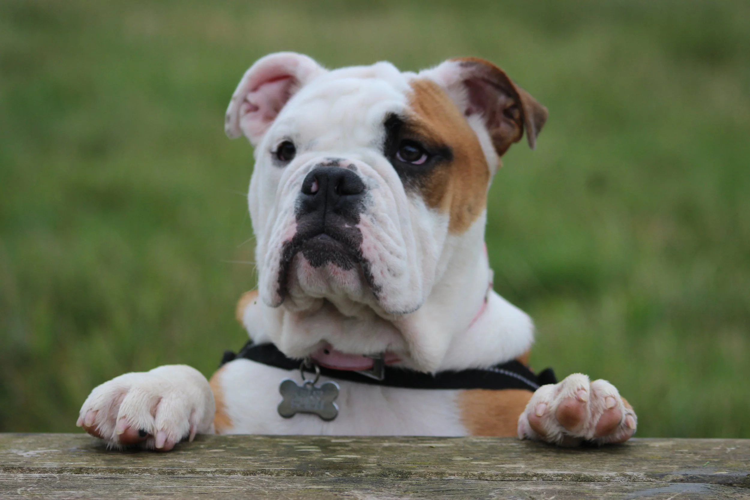 Beau - She is an English Bulldog