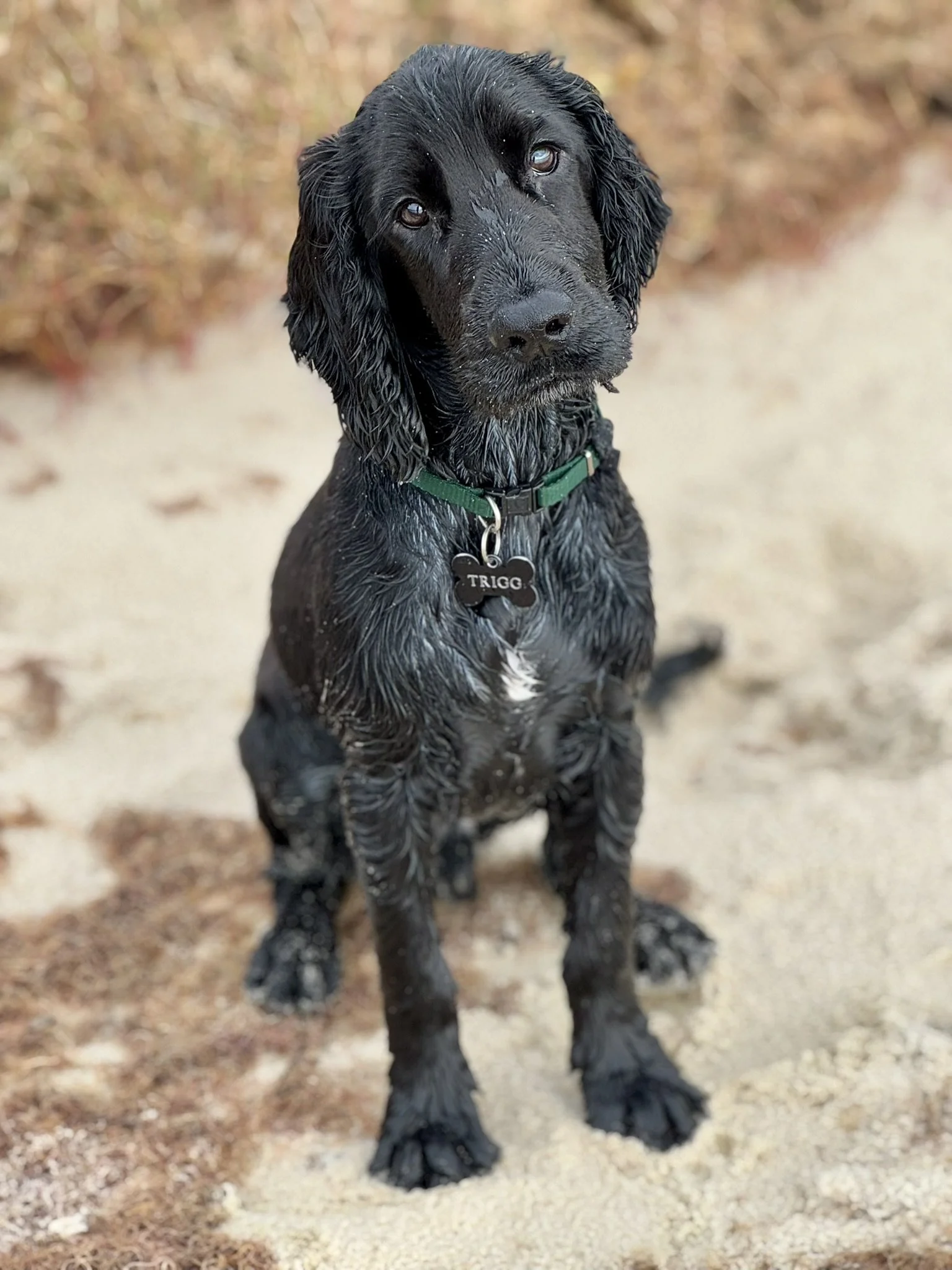 A wet black cocker spaniel dog with a green collar sitting on a sandy trail, looking at the camera.