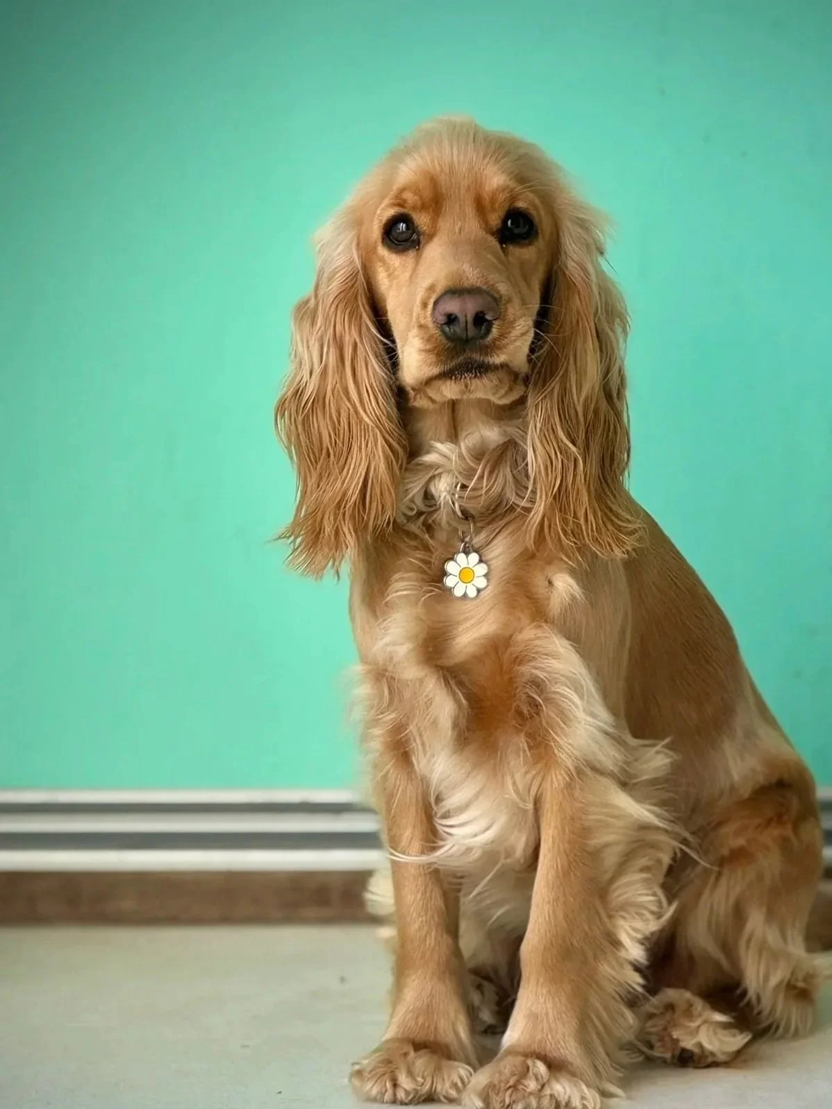 A golden cocker spaniel sitting on a light-colored floor against a green background, wearing a necklace with a flower-shaped pendant.