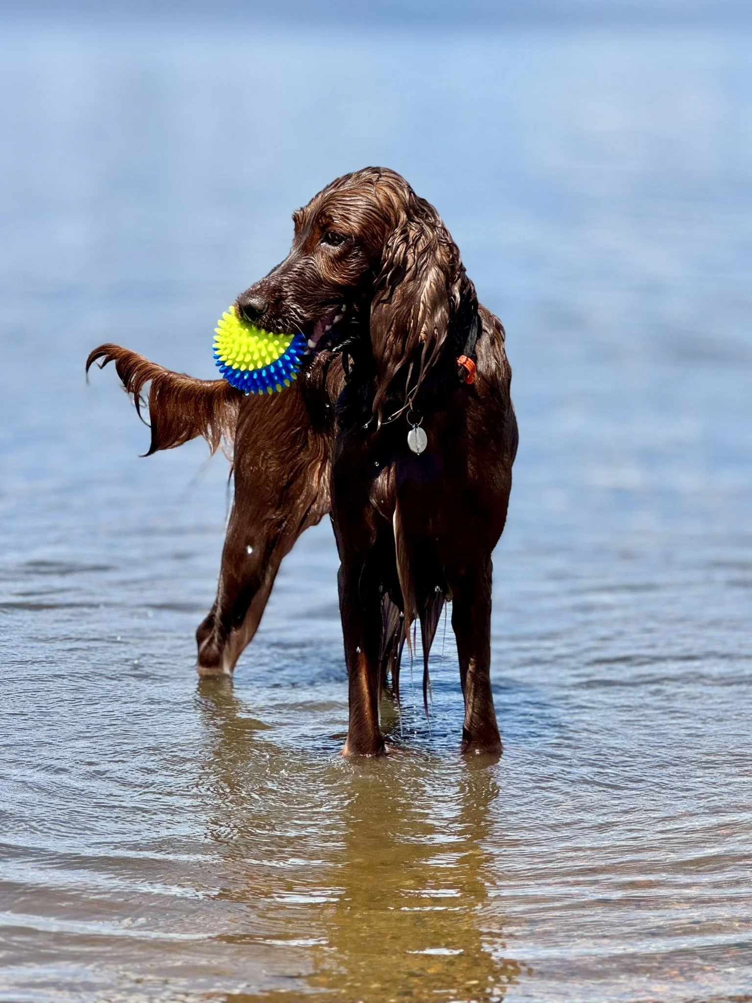 A wet Irish Setter brown dog standing in shallow water holding a colorful rubber ball in its mouth.