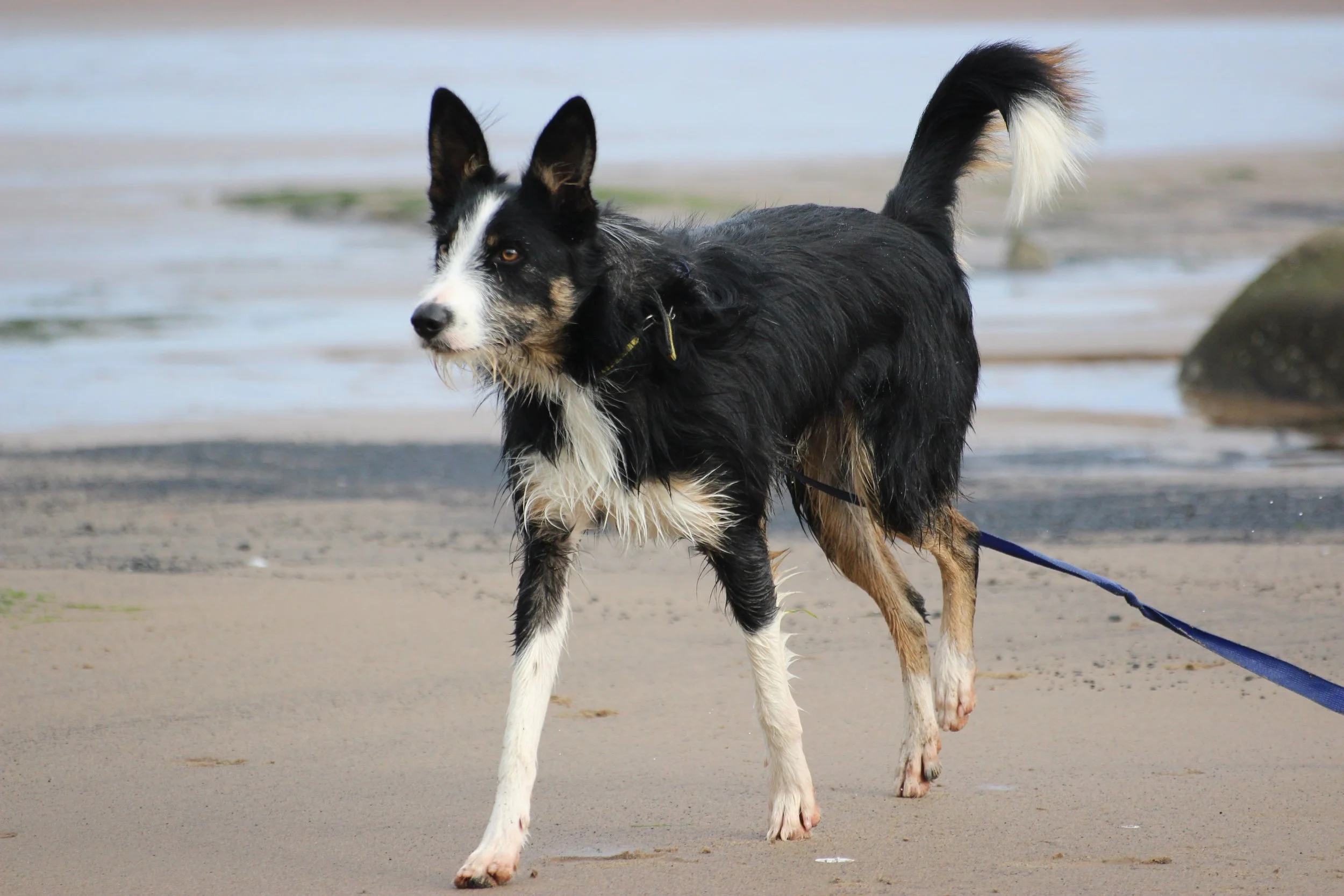 A dog with black, white, and tan fur standing on a sandy beach near the water.