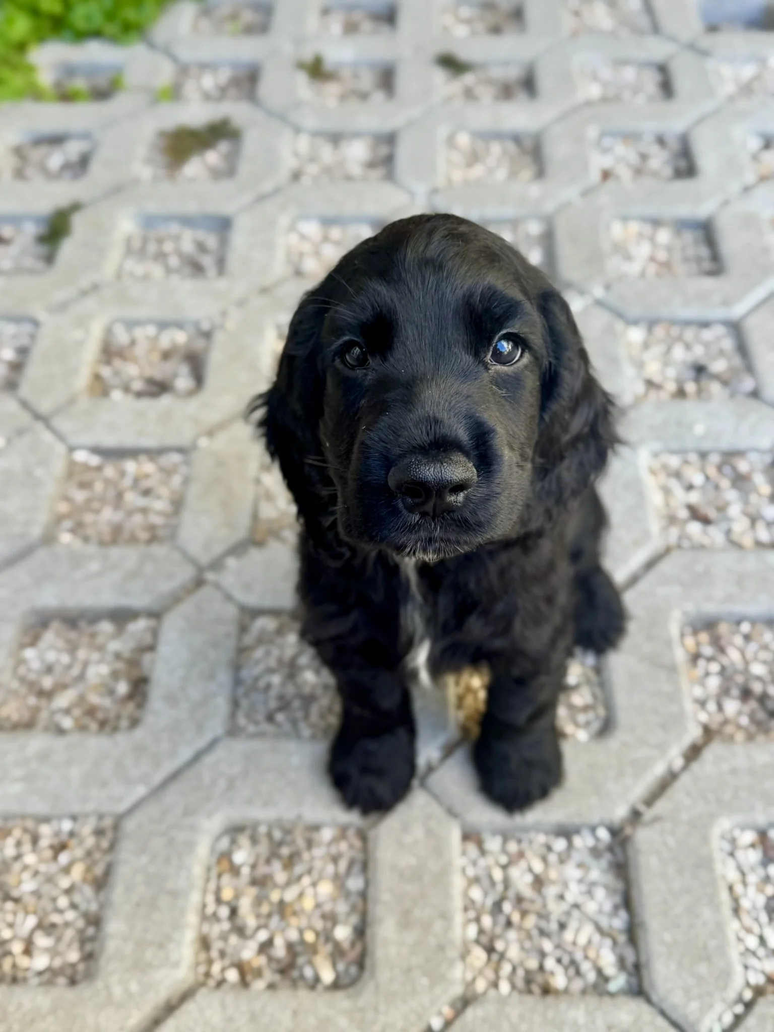 A cute black cocker spaniel puppy with a small white patch on its chest sitting on a patterned concrete sidewalk, looking up at the camera.