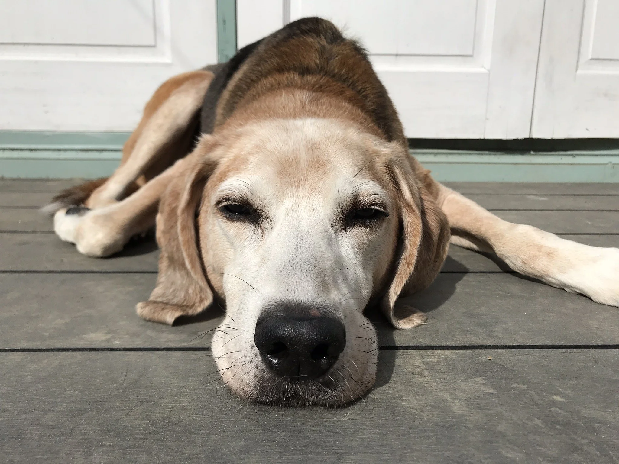 Beagle dog lying on a wooden deck, resting its head on the ground with eyes partially closed.