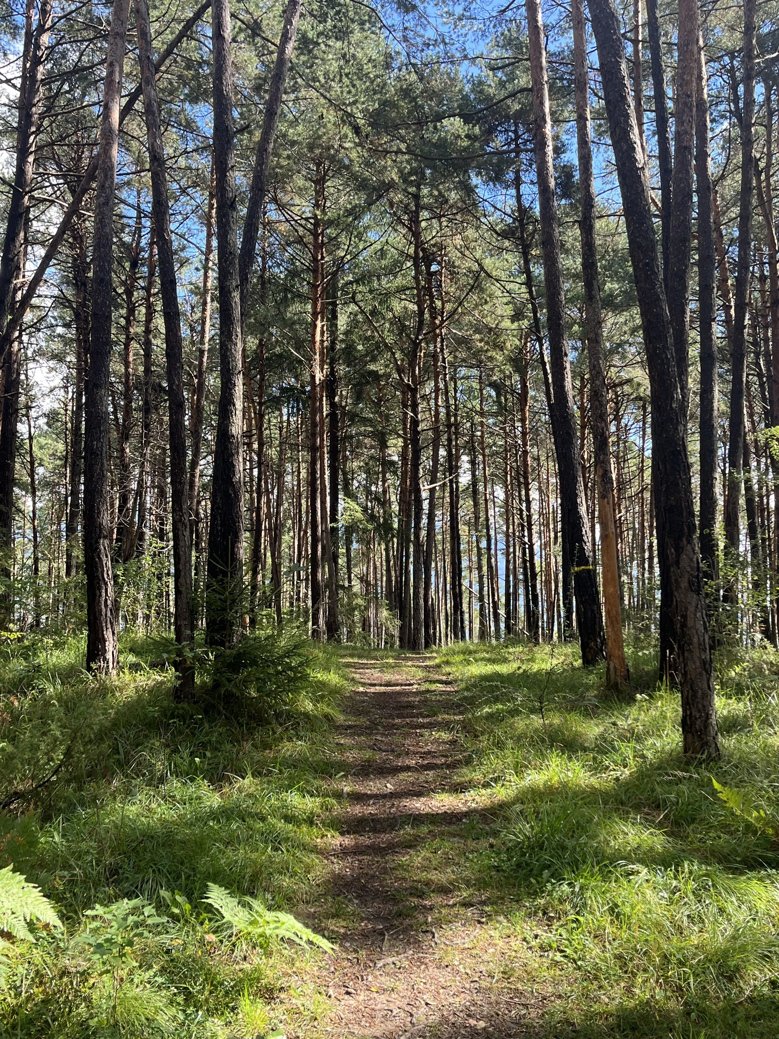 Camino en un bosque de pinos con vegetación verde y cielo azul visible entre los árboles