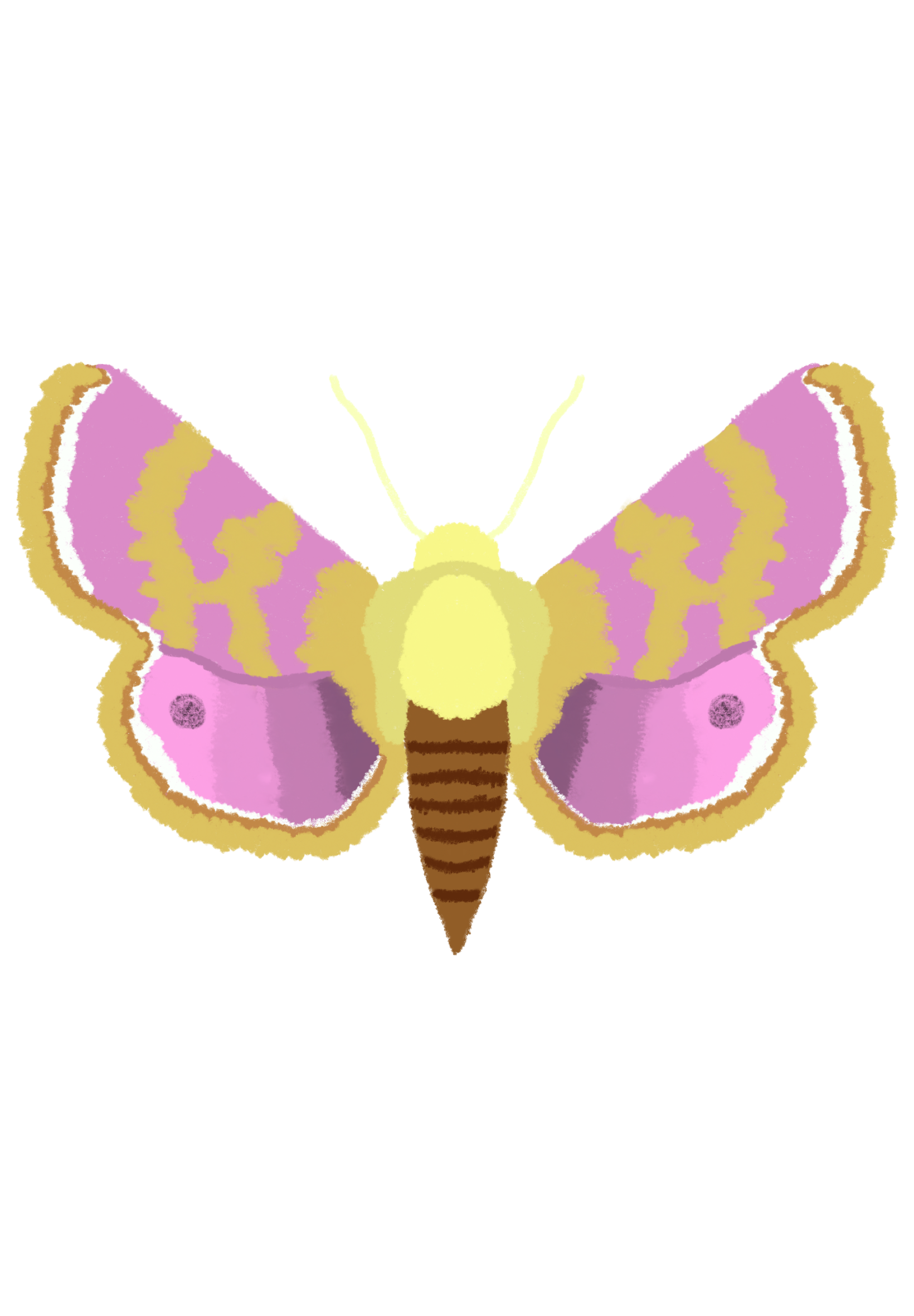moth3.png