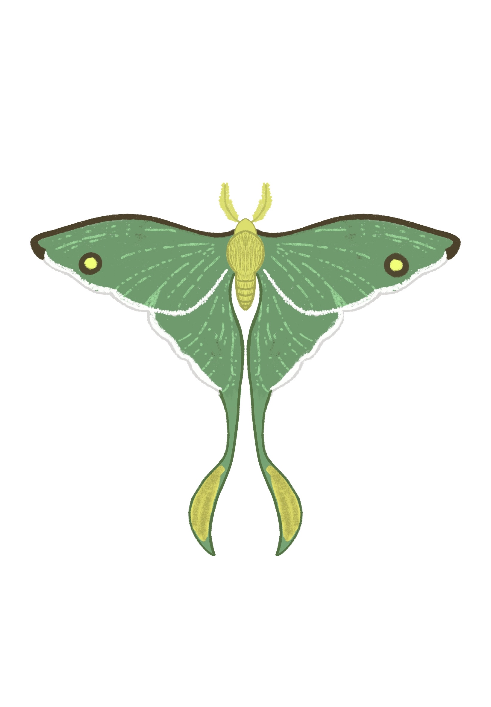 Elegant Moth Stickers