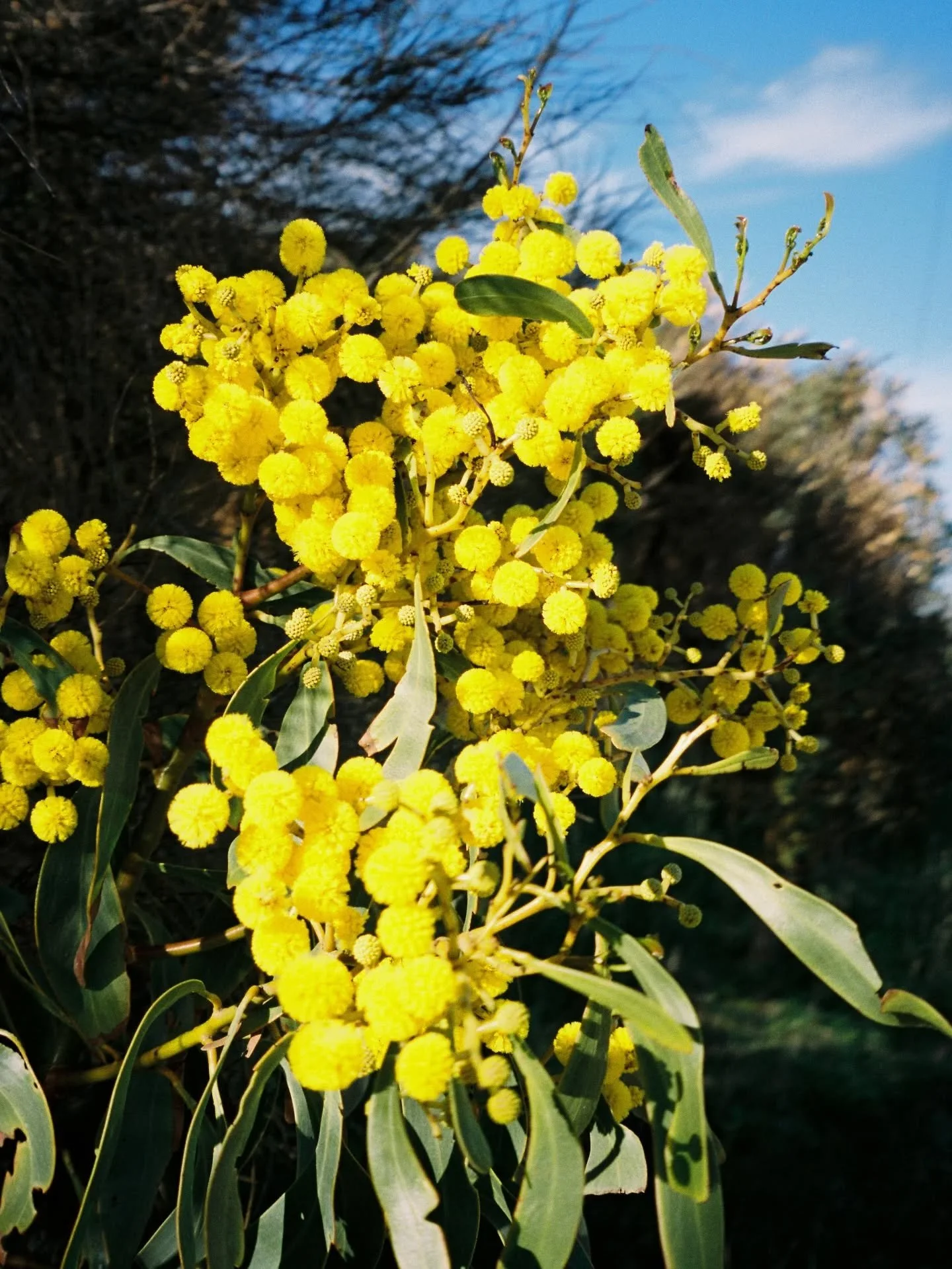 Goodbye 2025 - a massive year full of learning, an amazing mentorship, new friendships and many many rolls of film. 

Logging off here for a while as I officially take off on maternity leave. Looking forward to being present with my family and soakin