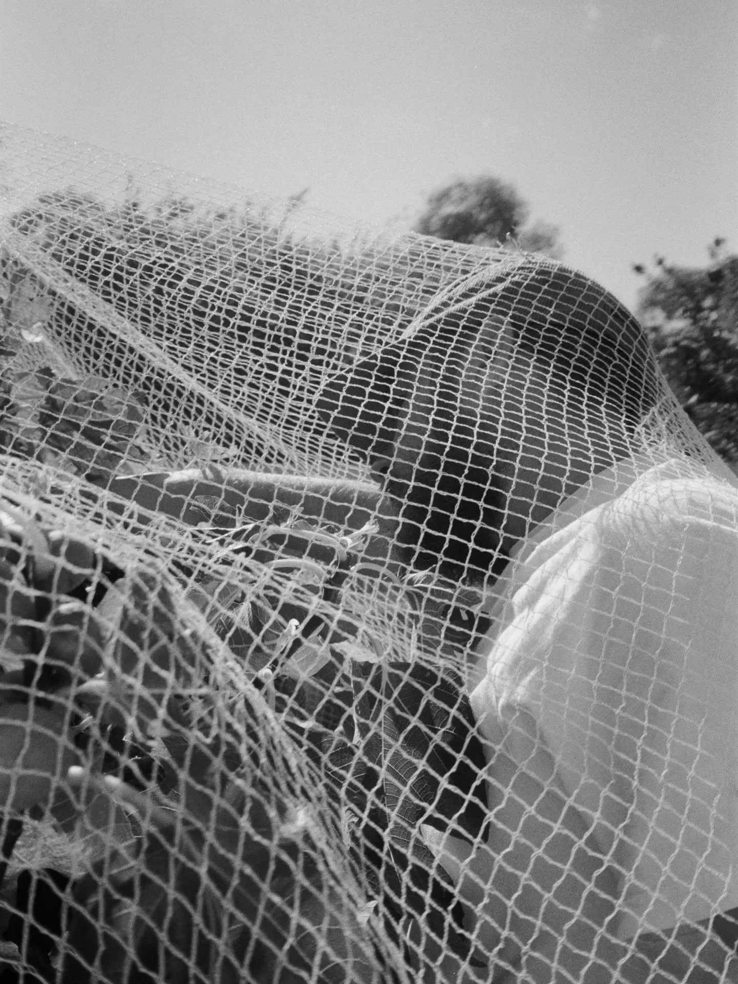 fig hunting with my love

scans by @ikigaifilmlab