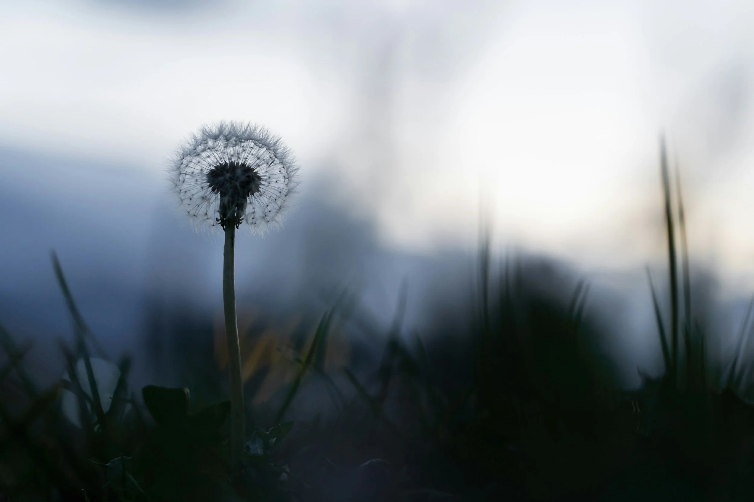 Ein Pusteblumen-Samenstand auf einem dunklen, unscharfen Hintergrund bei bewölktem Himmel.