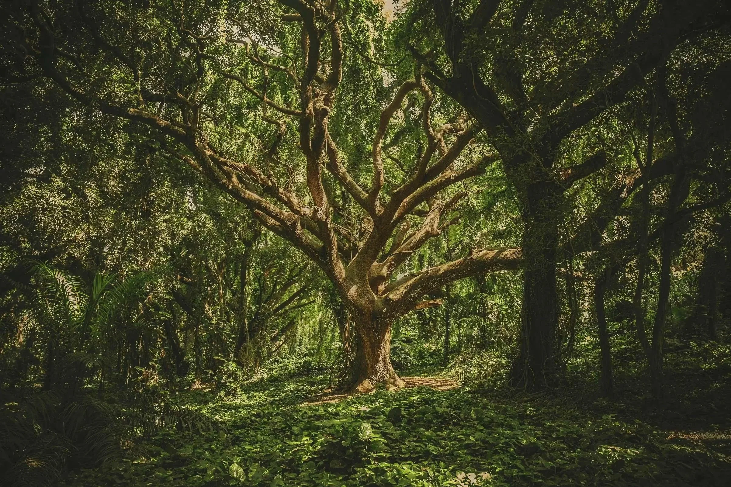 Ein großer Baum mit verdrehten Ästen in einem grünen Wald, umgeben von üppigem Laub und Pflanzen, mit Sonnenlicht, das durch die Blätter dringt.