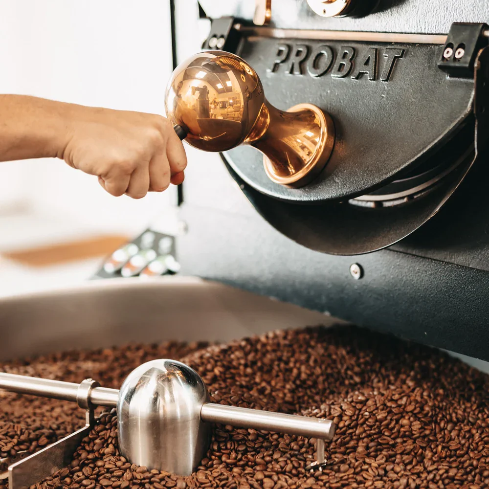 Person tamping freshly roasted coffee beans with a copper tamper. Coffee beans are in a large metal container and the tamping machine is black with the brand name 'Probat' on it.