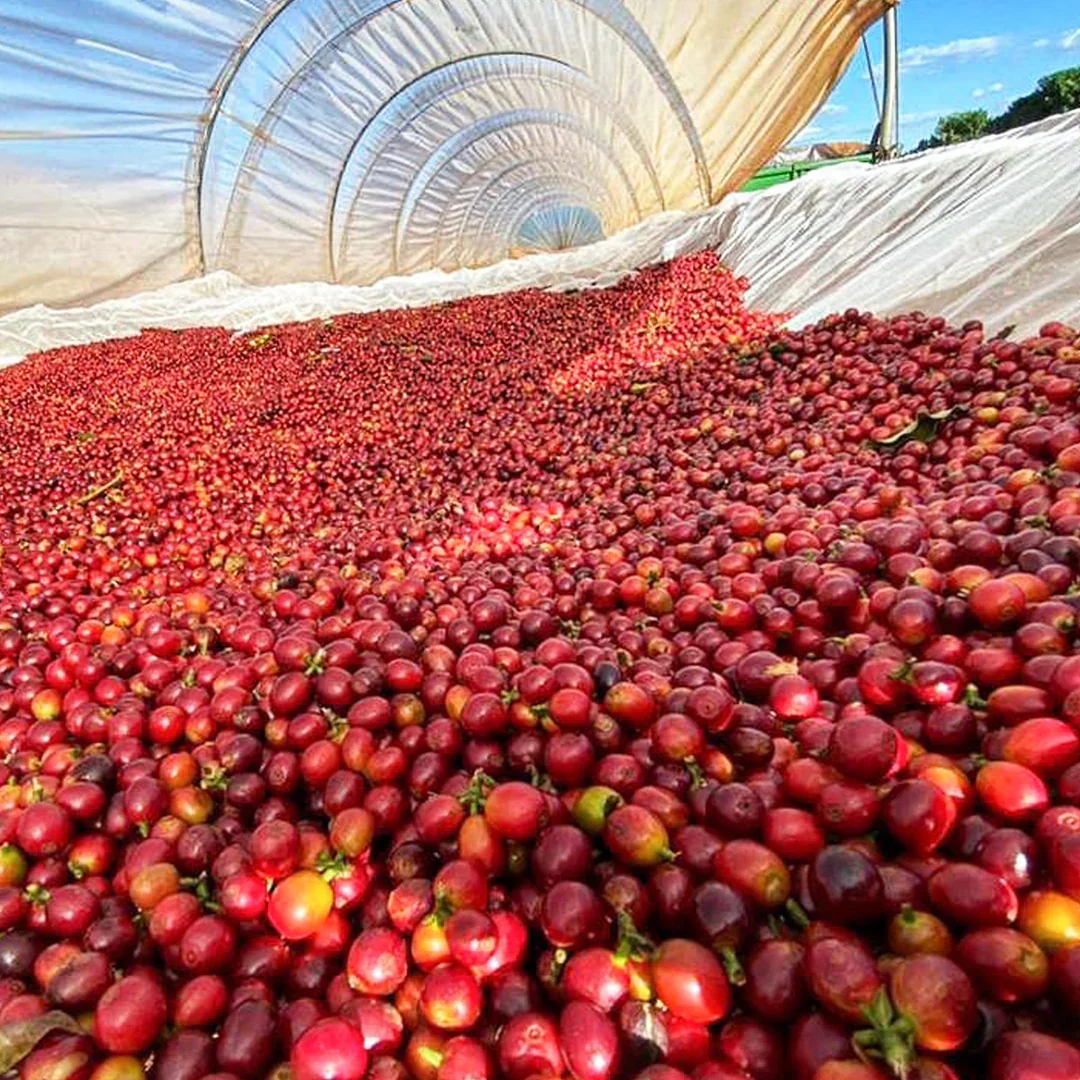 A large harvest of red cherries inside a plastic-covered greenhouse.