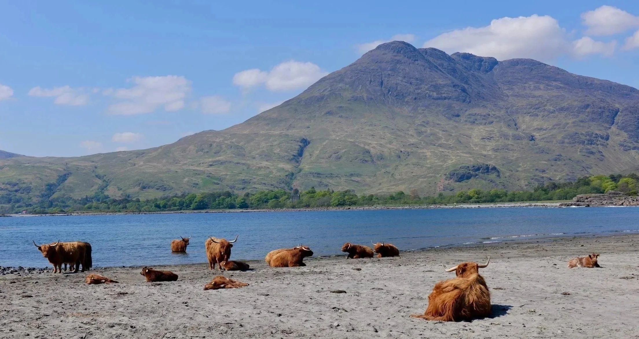 Highland cattle resting on a sandy beach by a body of water with green hills and mountains in the background under a partly cloudy sky.