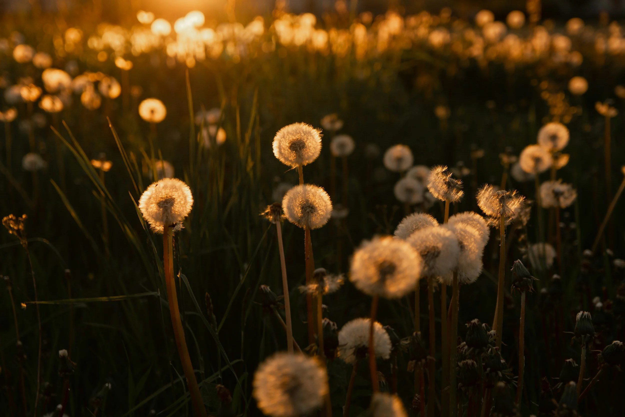 Close-up of dandelions with fluffy seed heads, illuminated by warm, golden sunlight during sunset or sunrise.