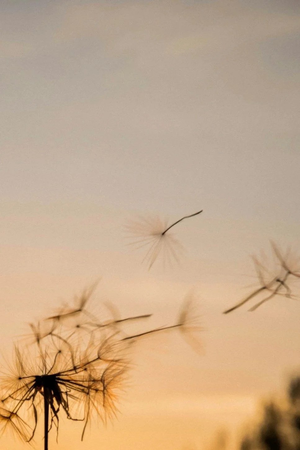 Dandelion seeds blowing in the wind during sunset.
