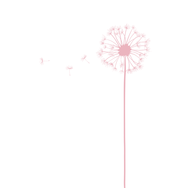 Pink Dandelion