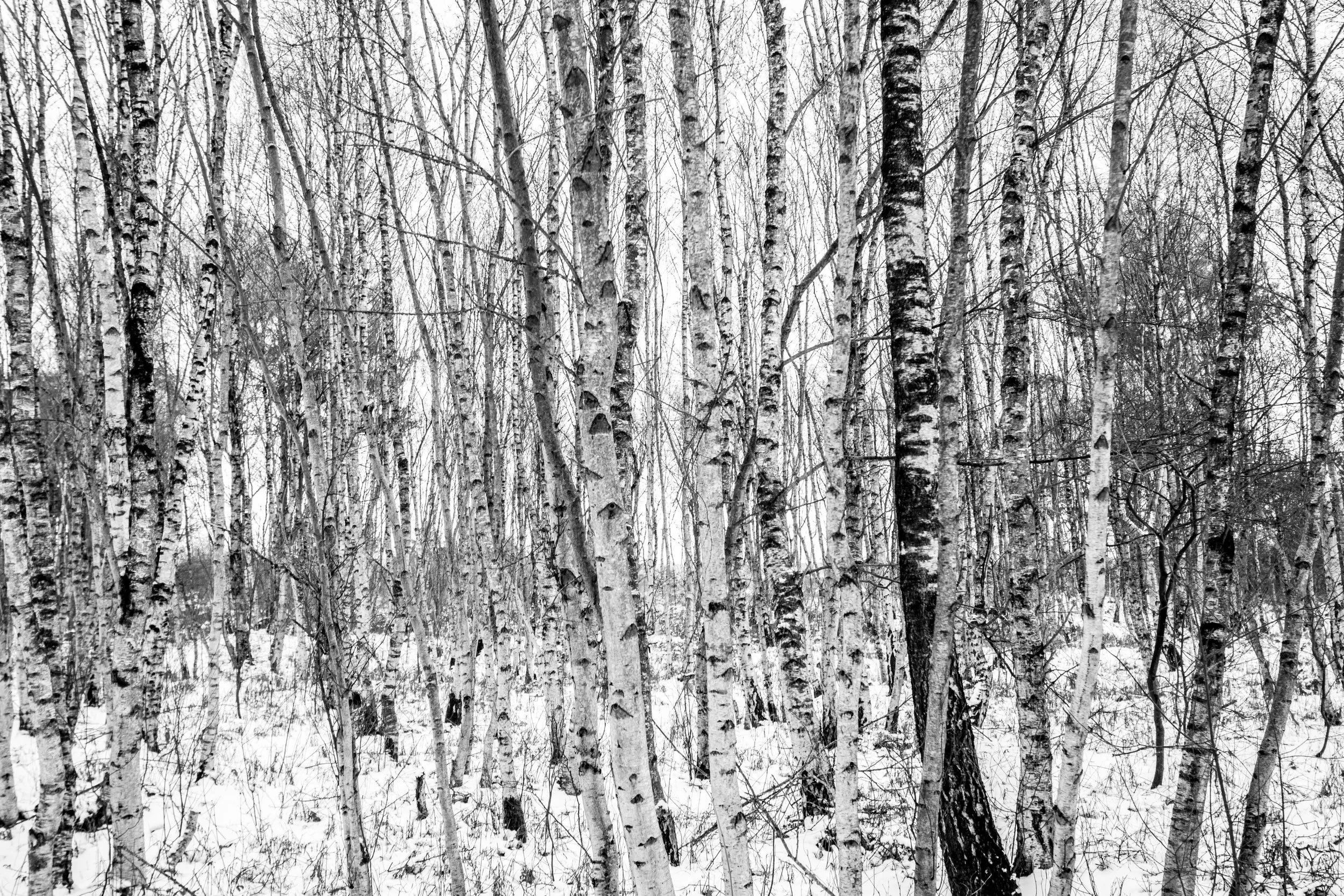 DE Gnarrenburg Forstort-Anfang.jpg