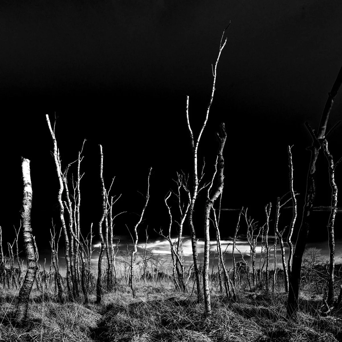 DE Gnarrenburg Birches Stelling.jpg