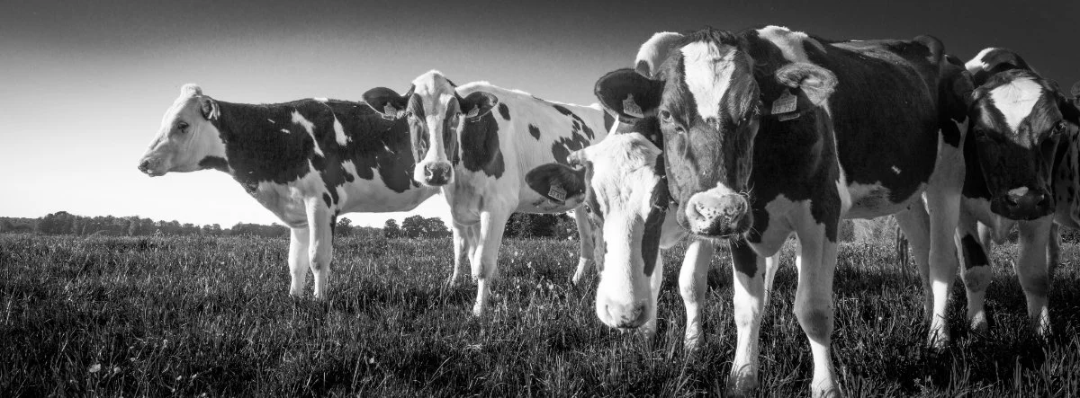 DE Gnarrenburg Cattle 1 Stelling.jpg