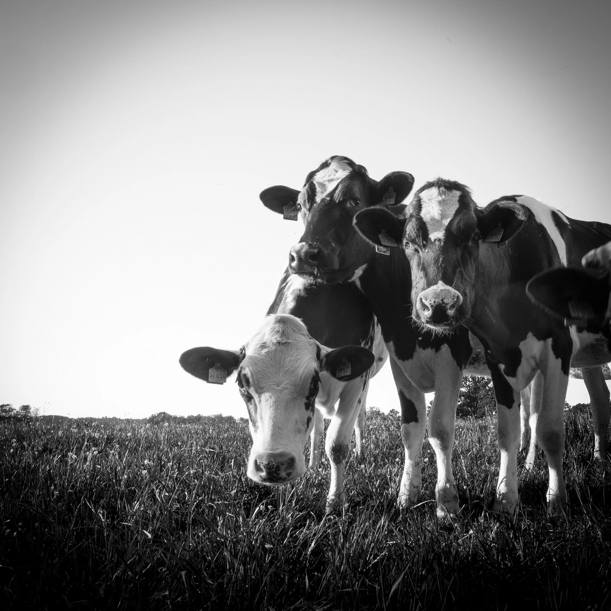 DE Gnarrenburg Cattle 2 Stelling.jpg