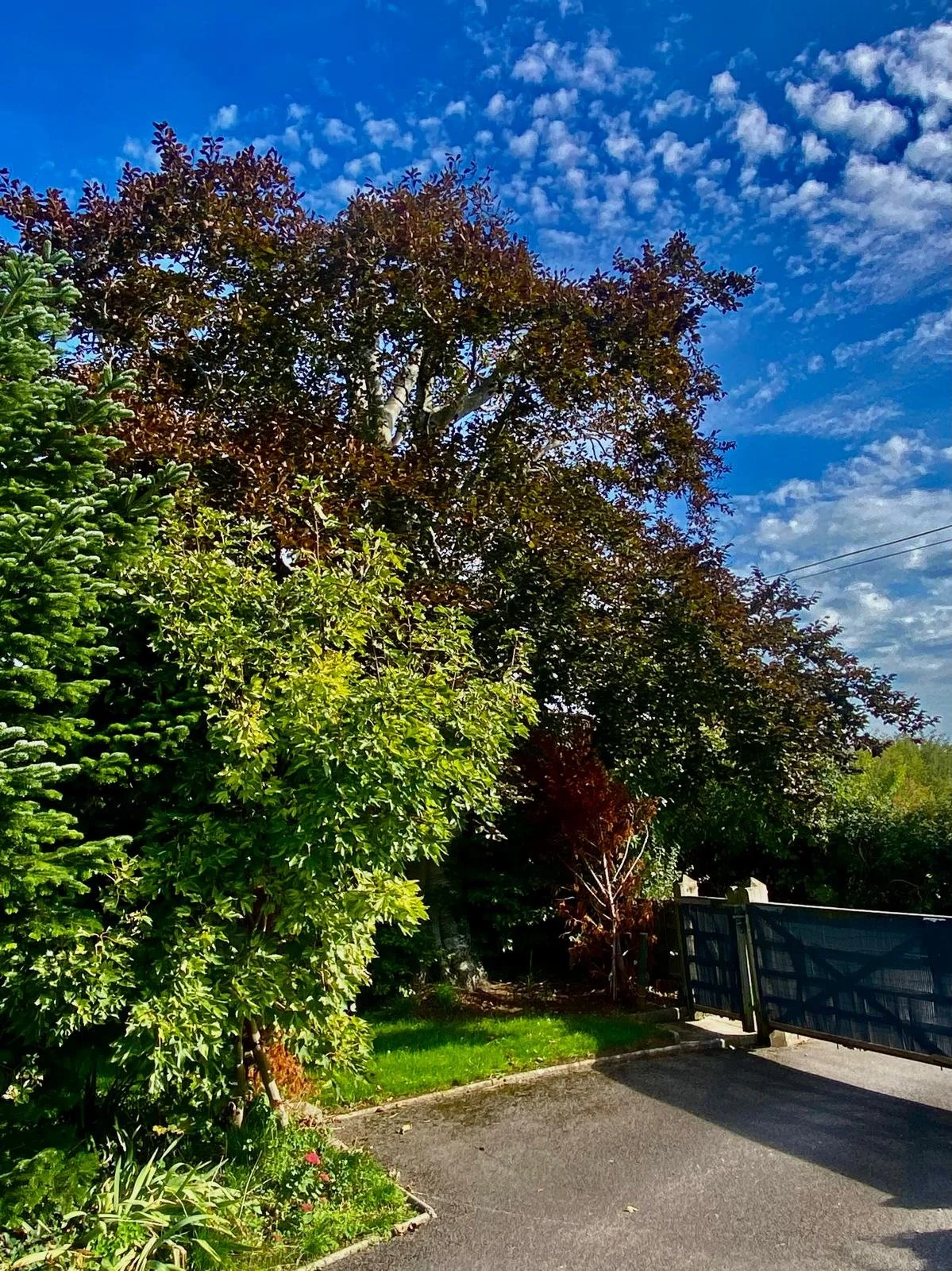 A driveway with a gate, surrounded by green trees and plants, under a partly cloudy blue sky.