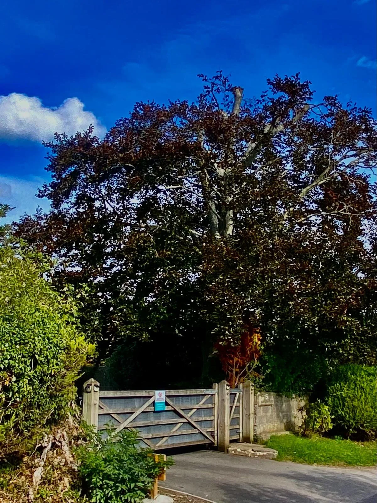 A wooden gate at the entrance of a garden, with a large tree and lush green bushes behind it, under a blue sky with some clouds.
