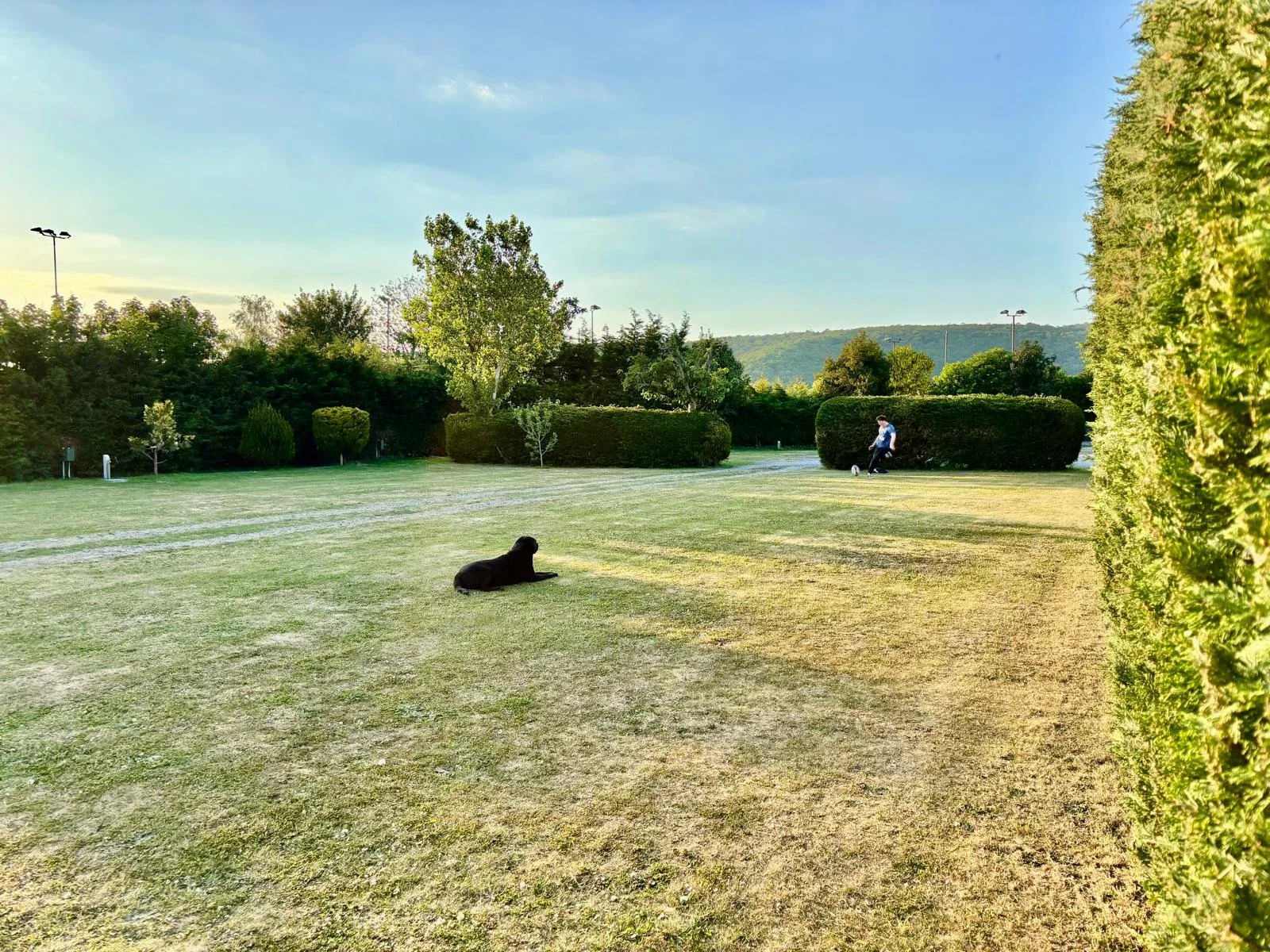 A black dog lying on a grassy area in a park with trimmed bushes, trees, and a person kicking a soccer ball in the background, under a partly cloudy sky.