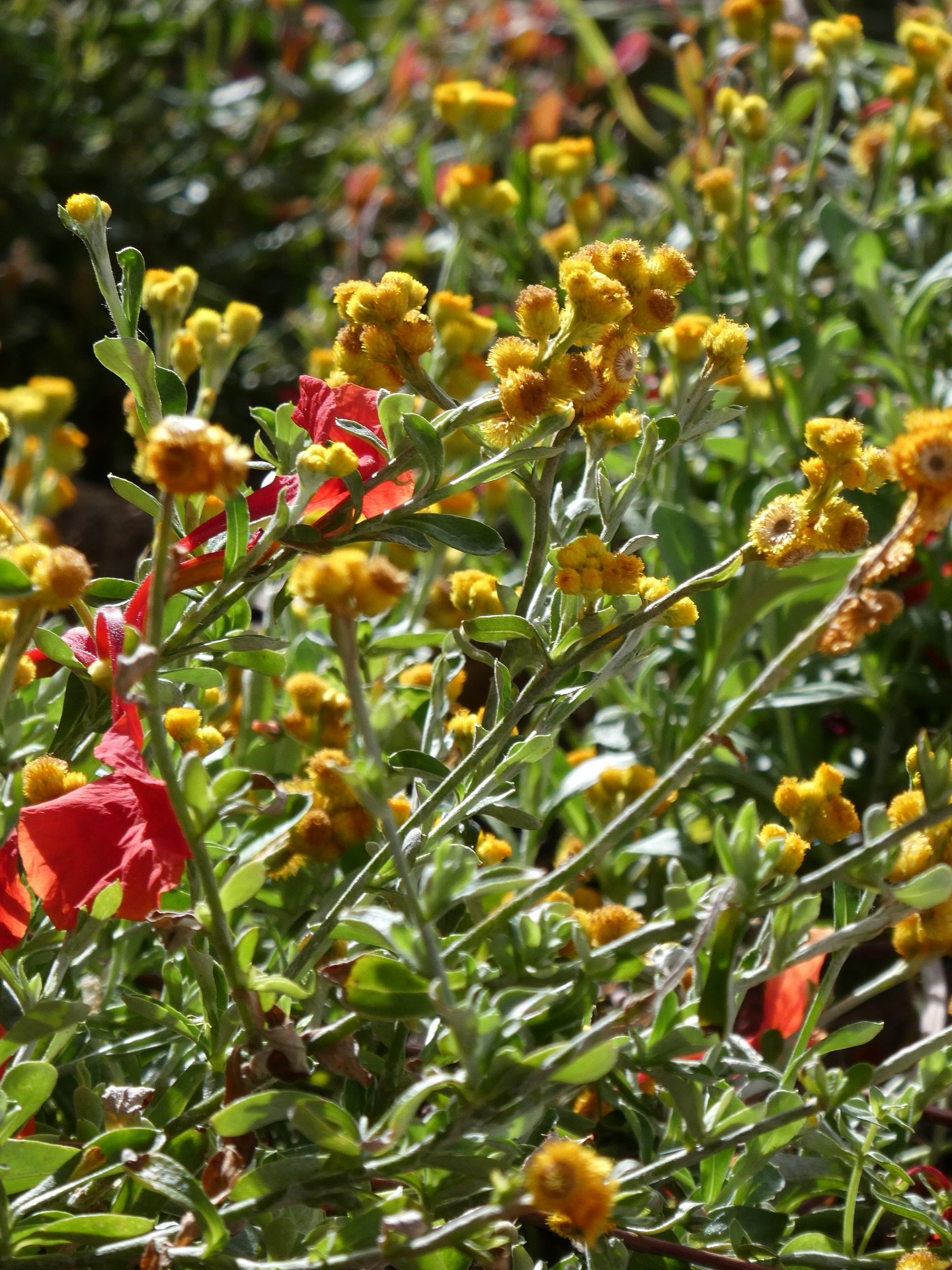 📸 Not everything needs to be edited. Whether it was captured in the sun, in the rain, while the lizard was out, or while the flowers were blooming, every frame already had a story.

So here&rsquo;s today&hellip; unedited, just how it was. 🌦️