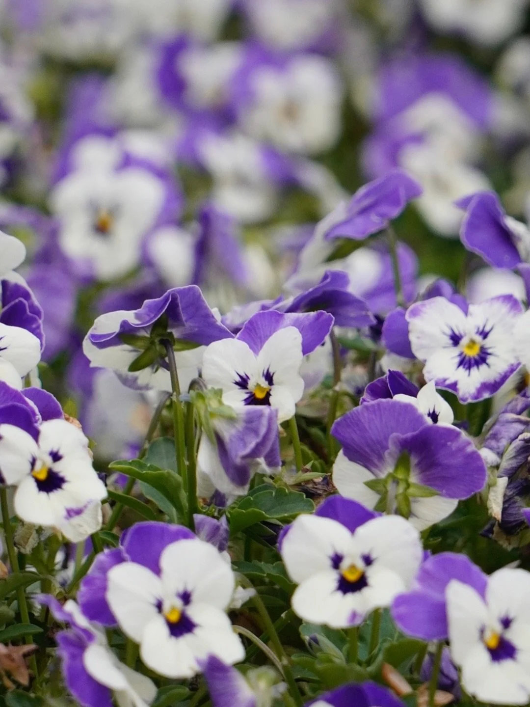 📸 Sneak Peak - &ldquo;On the side walk&rdquo;

More will be coming soon! It&rsquo;ll be apart of the nature productions on my portfolio! 

#naturephotography #photographer #businessowner #growing