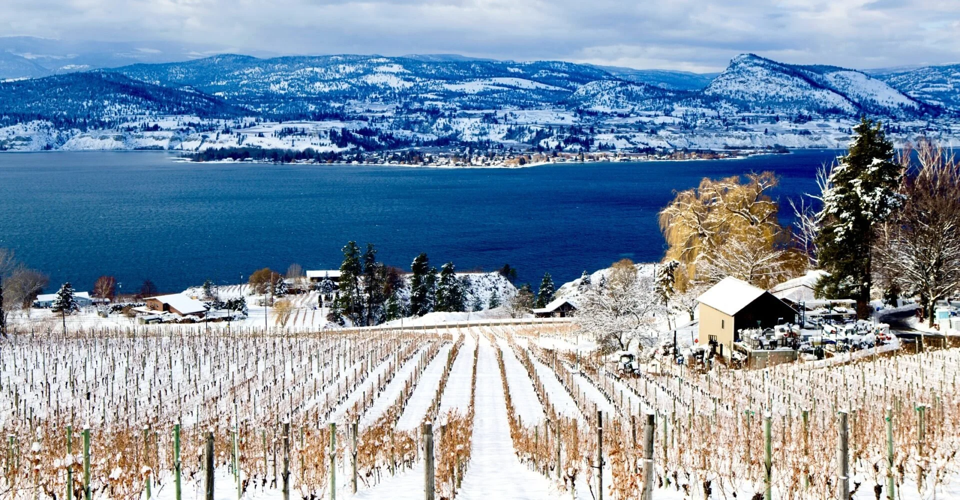 aBCicewinegrapes-1920x1000.jpg