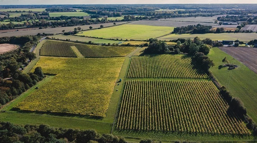 the-vineyards-at-flint.jpeg