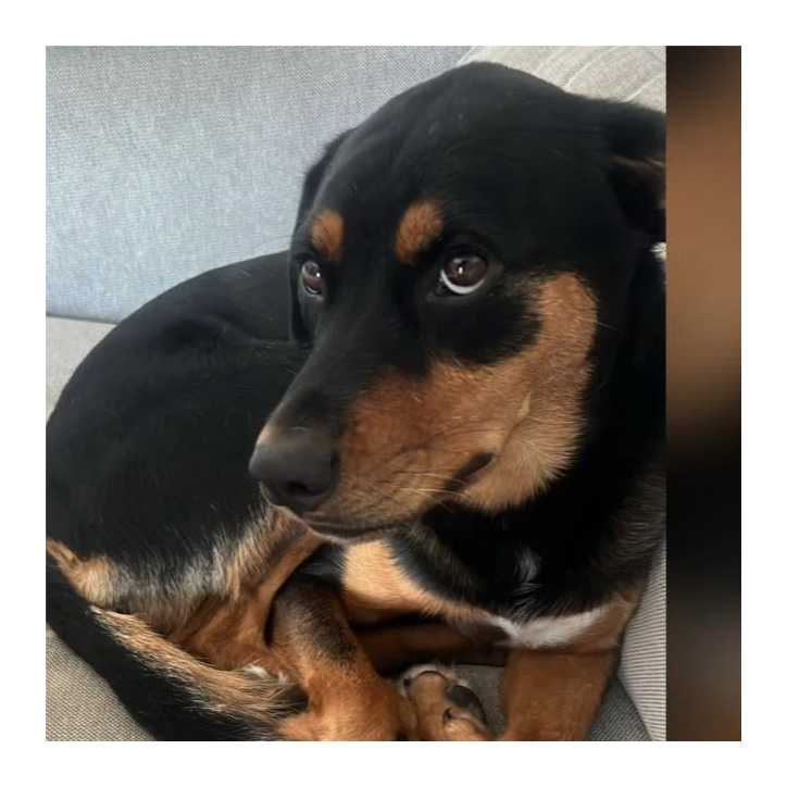 A black and tan dog sitting on a light-colored couch.