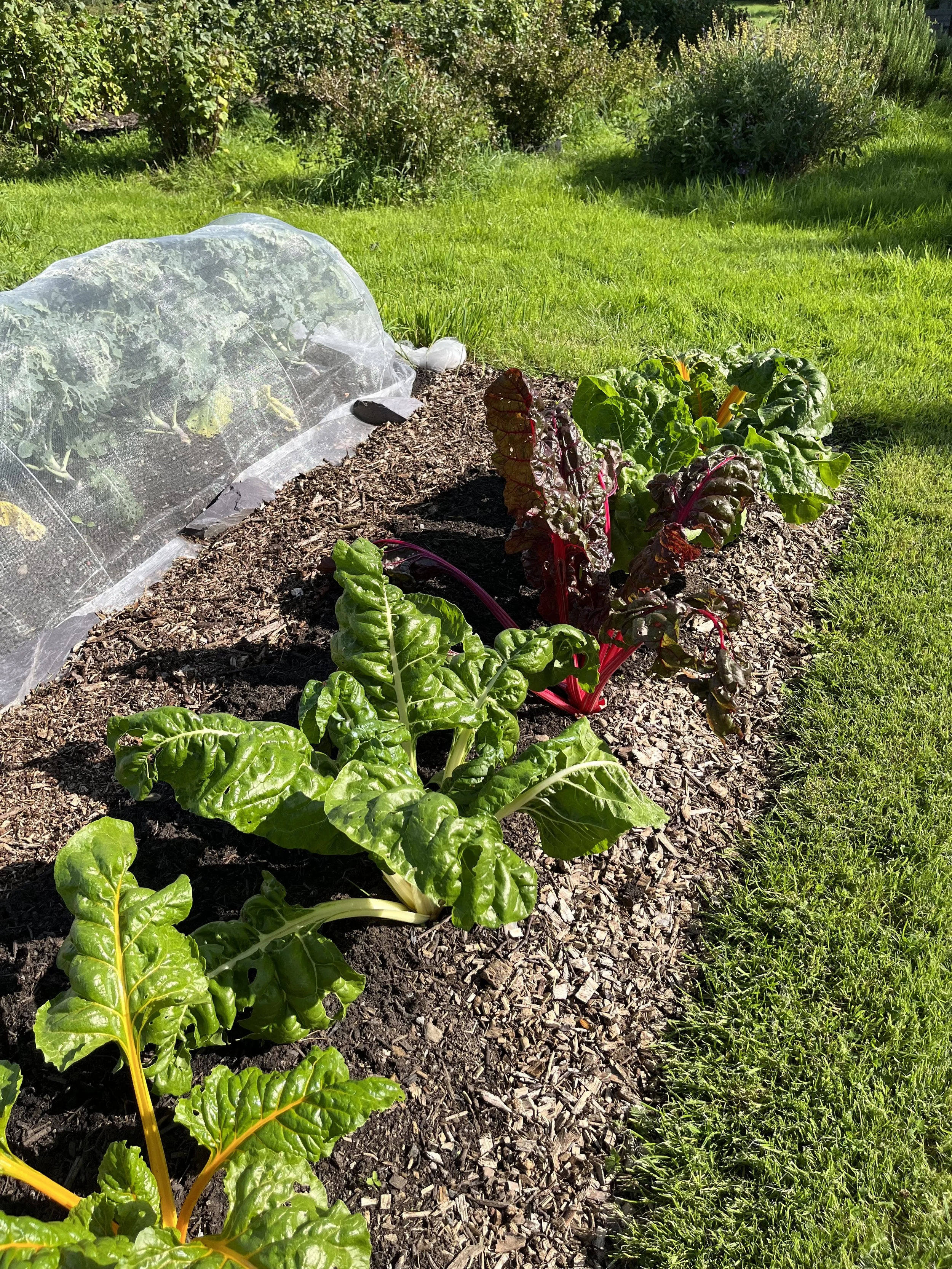 Rainbow chard in the kitchen garden