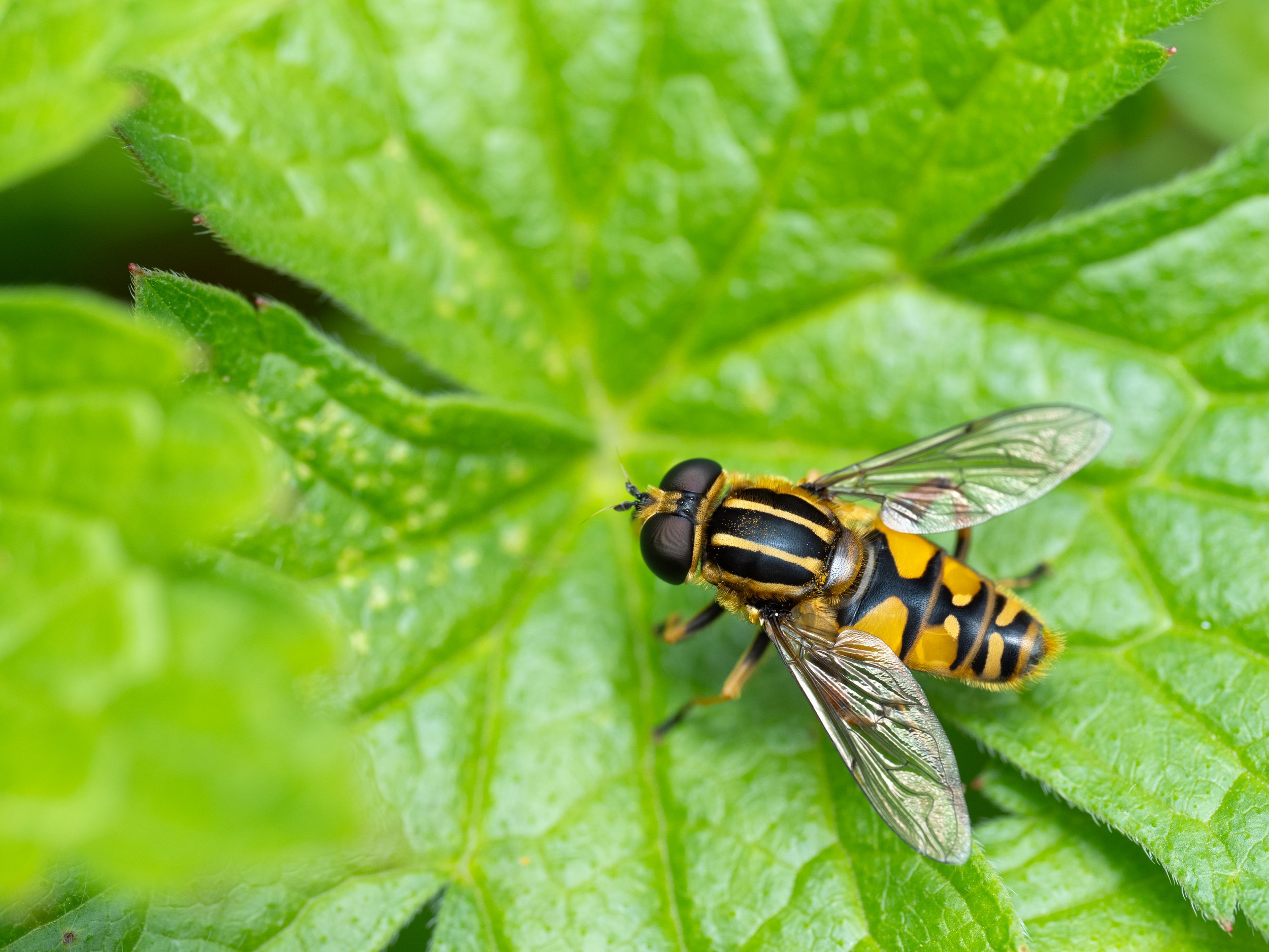 Hoverfly3.jpg