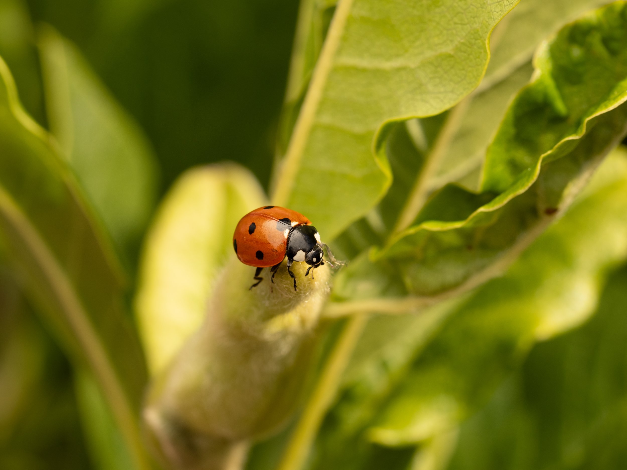 Ladybird1.jpg