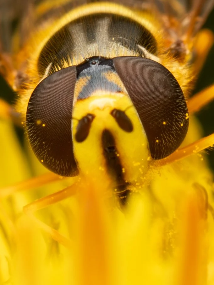 HoverflyClose.jpg