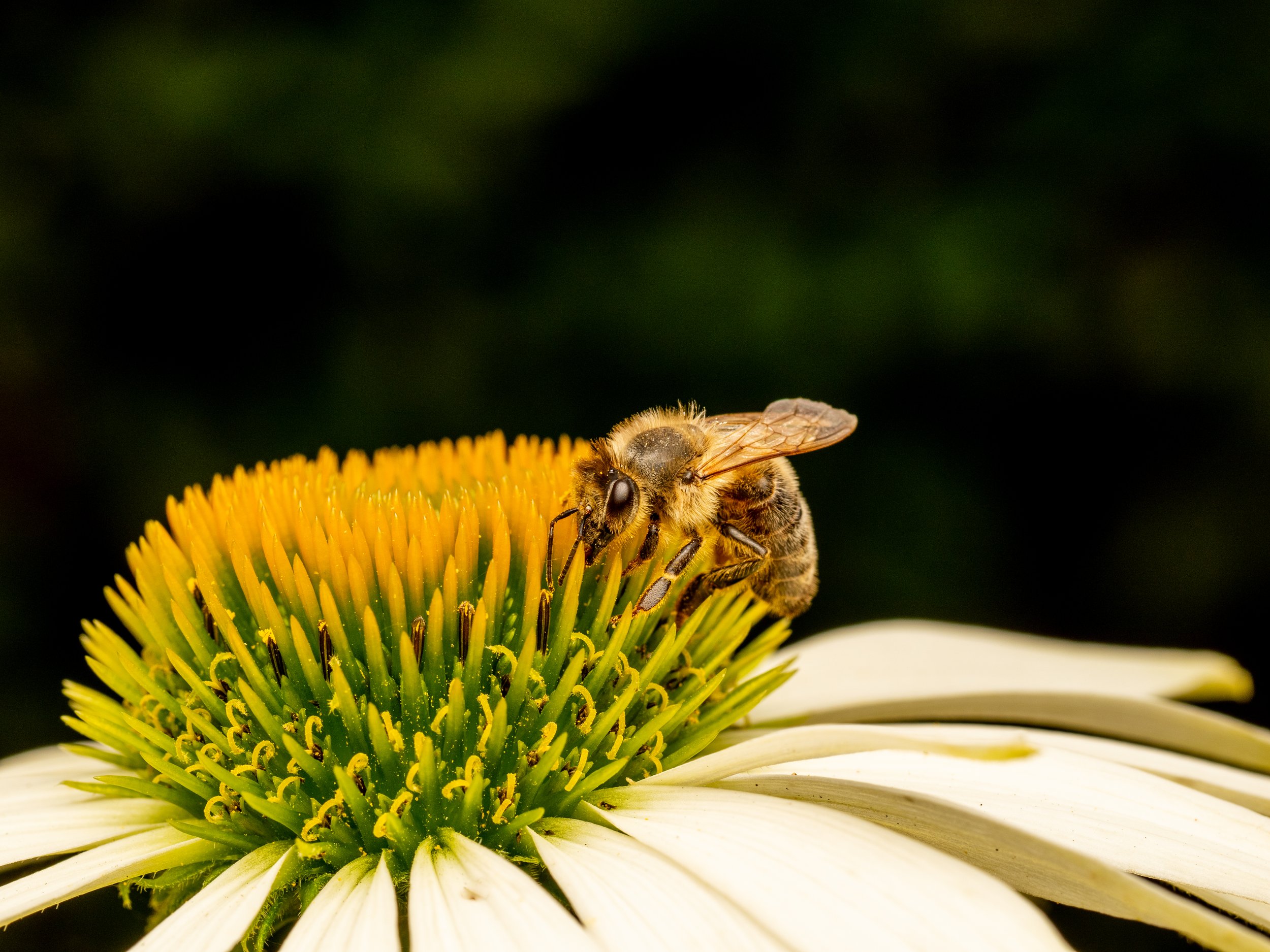 Bee3.jpg