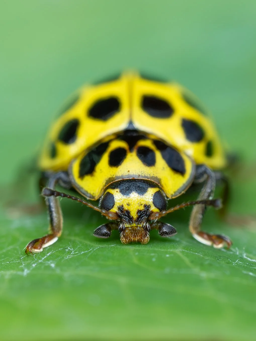22 Spot Ladybird.jpg