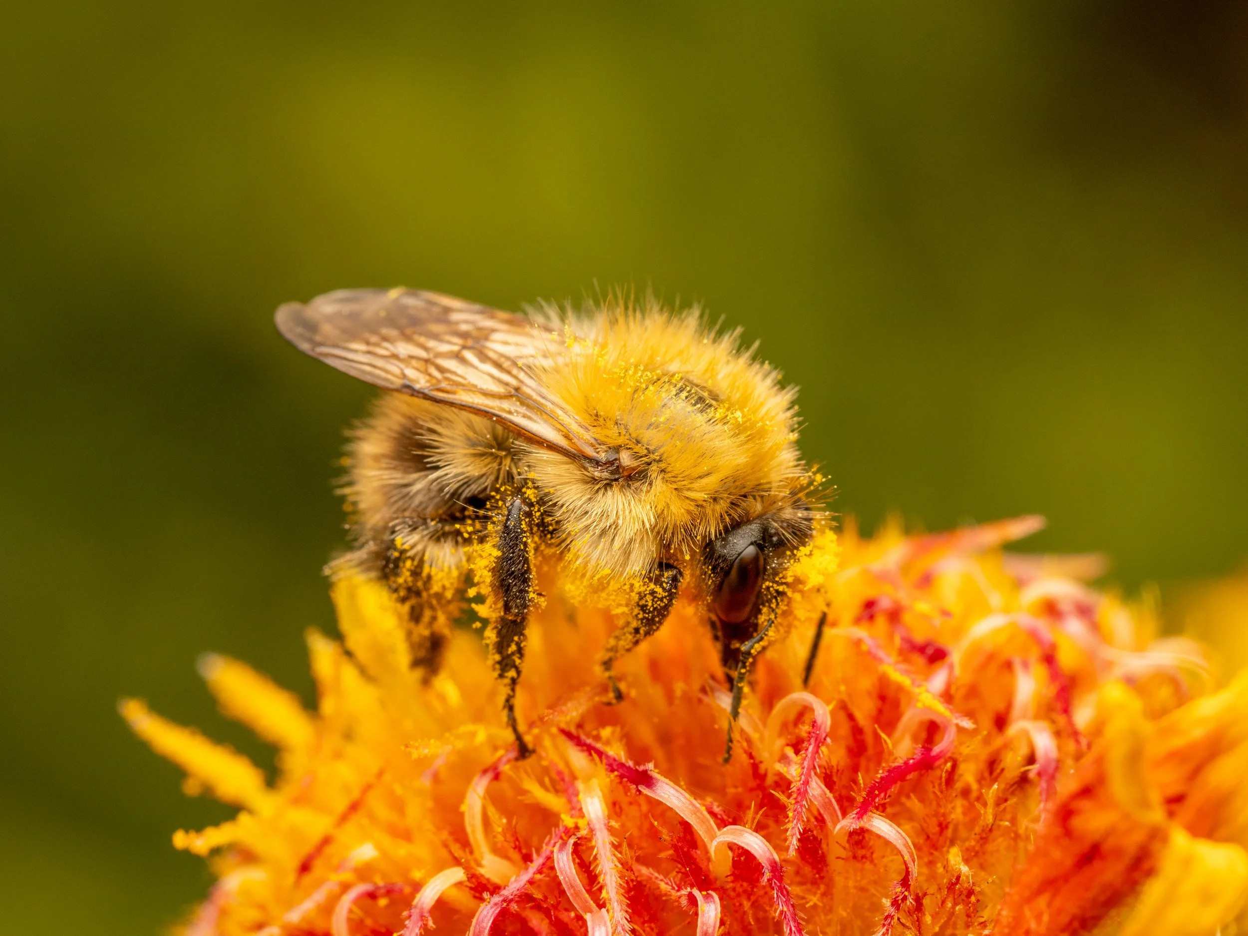 Bee1.jpg