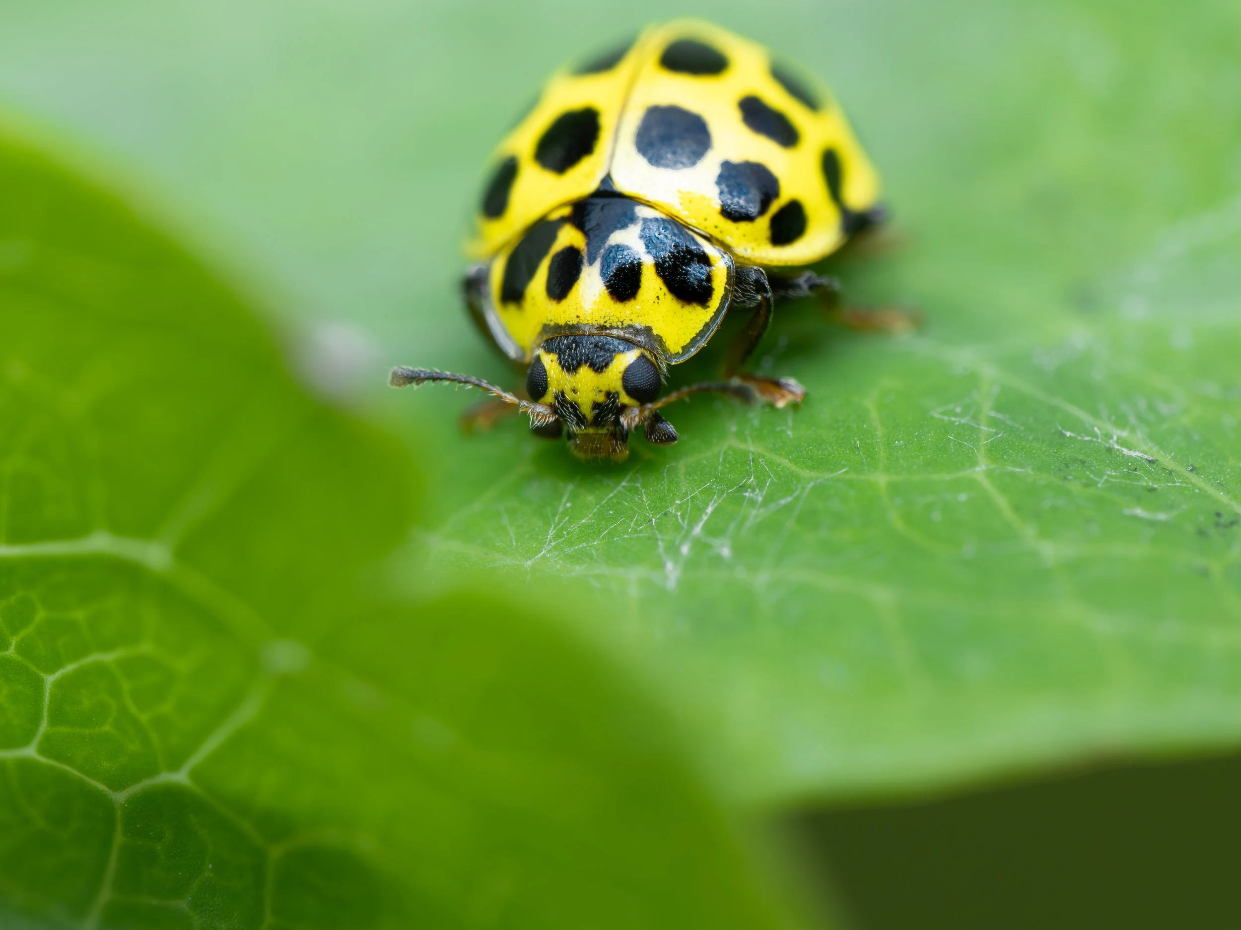 22 Spot Ladybird2.jpg