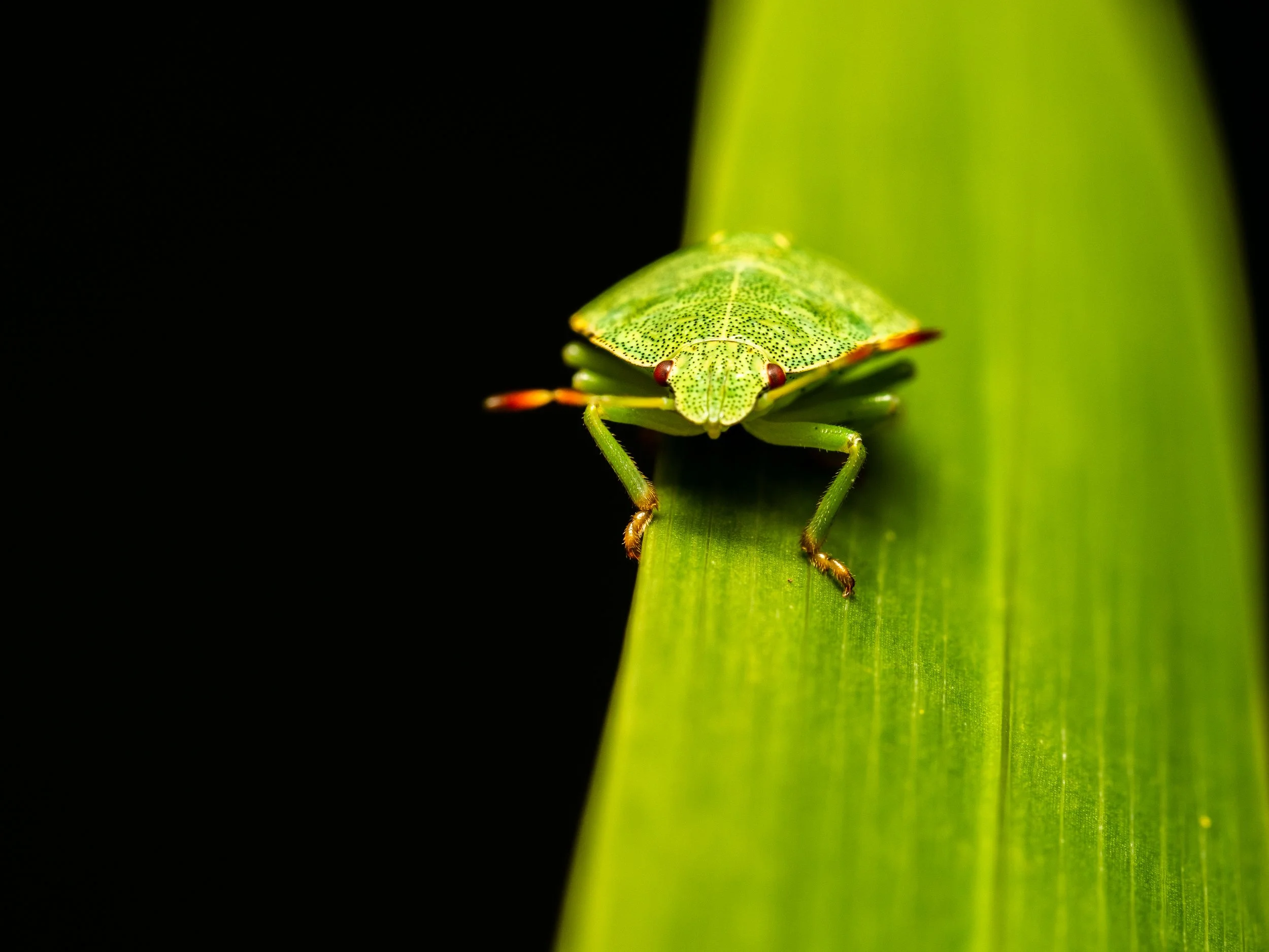 ShieldBug1.jpg