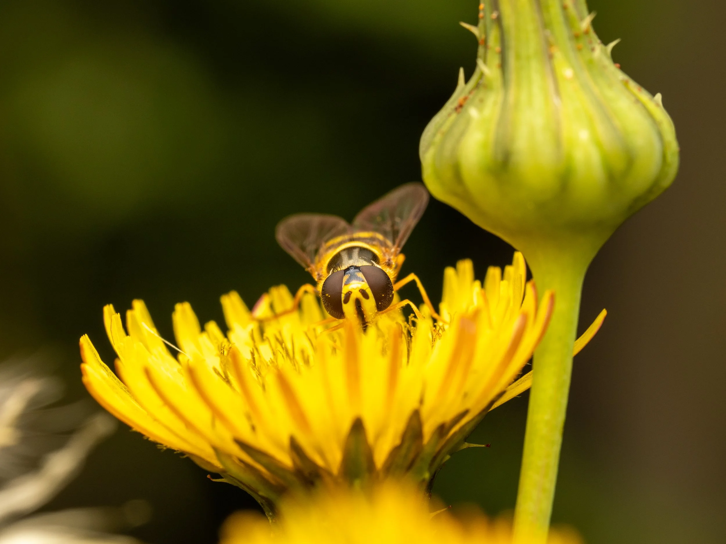 Hoverfly2.jpg