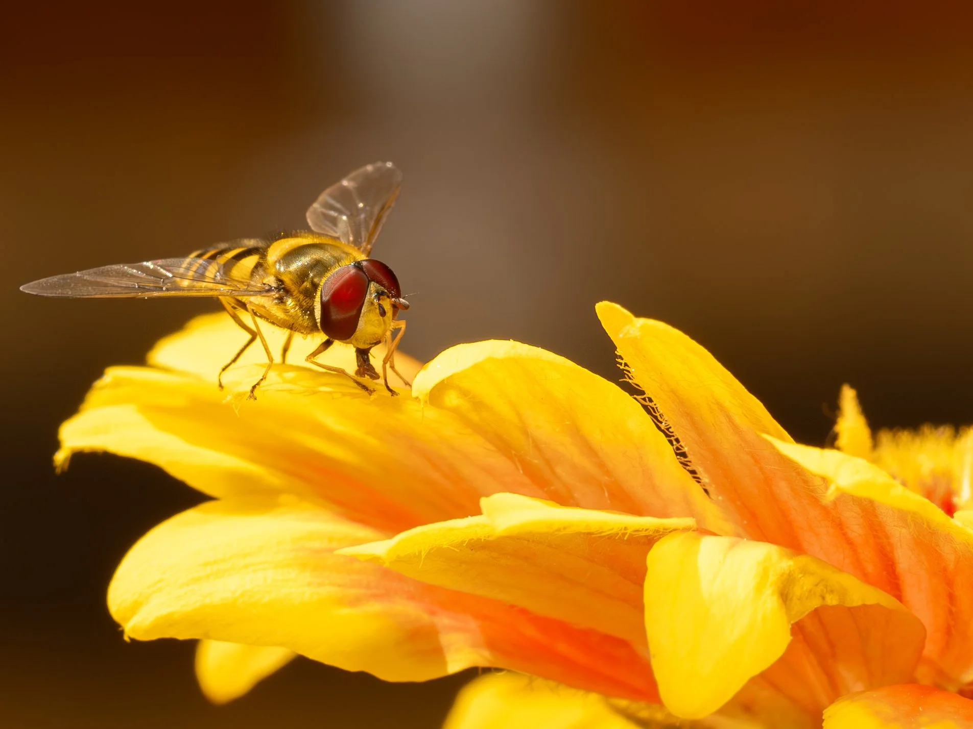 Hoverfly.jpg